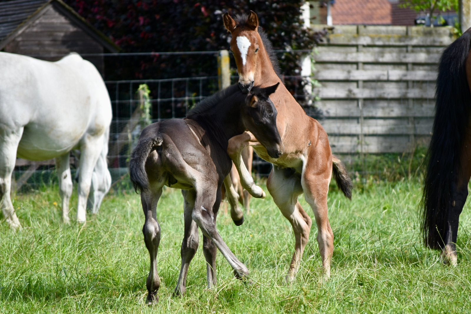 Veulens Orak D’hamwick, Devil 2000, Nasdaq Z, Dieren en Toebehoren, Paarden