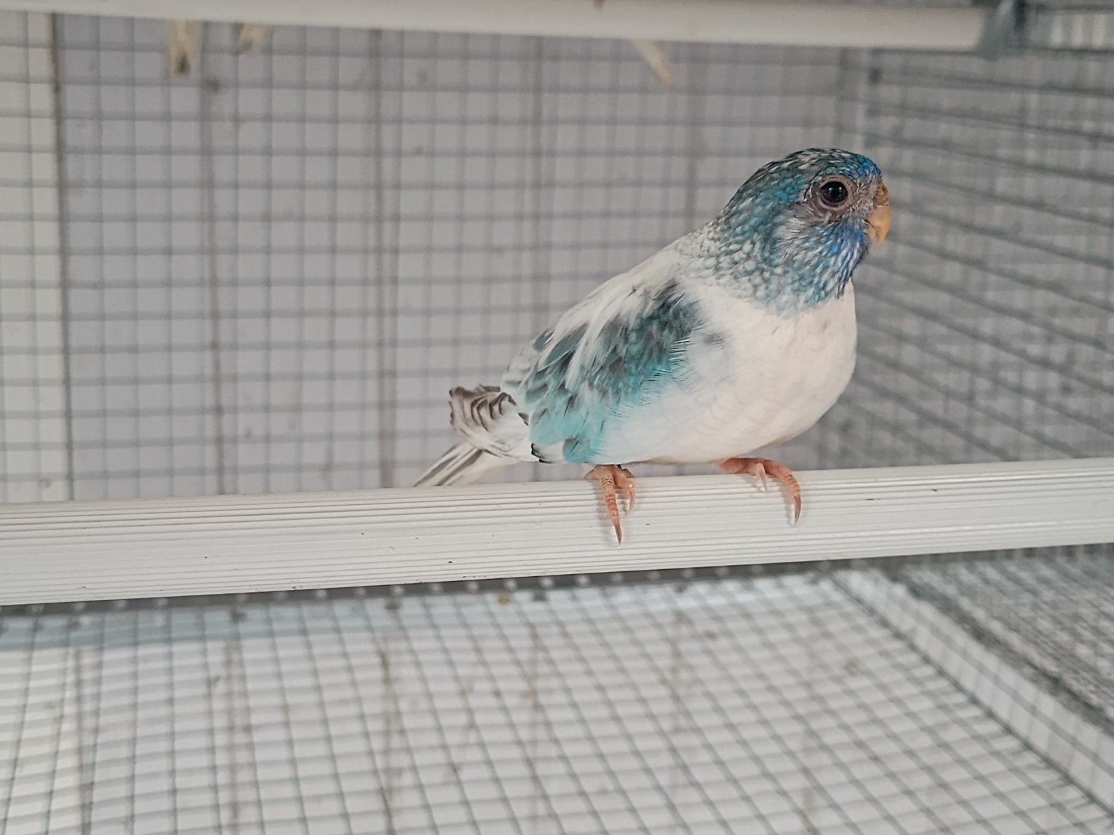 Splendids 2026
wildkleur gezoomde/ opaline blauw
zilver opal, Sexe inconnu