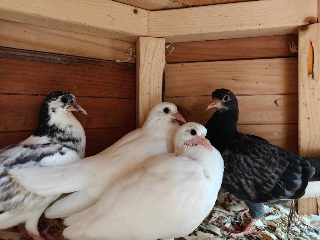 4 jonge pauwstaartjes, Meerdere dieren