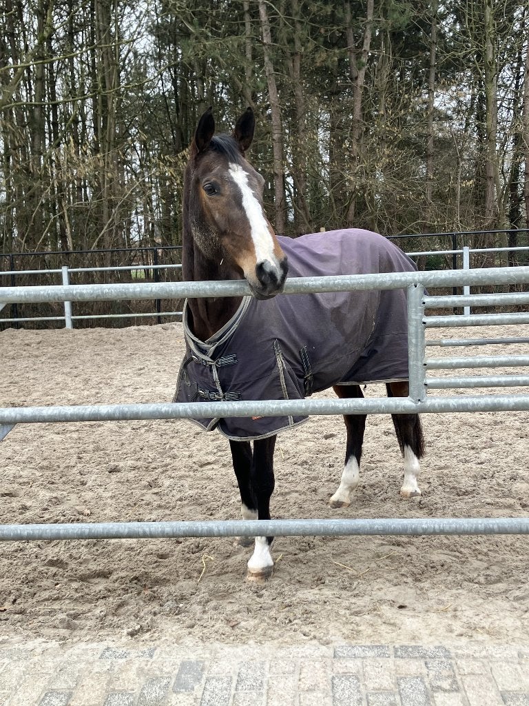 paard te koop, Merrie, B, 160 tot 165 cm, 11 jaar of ouder