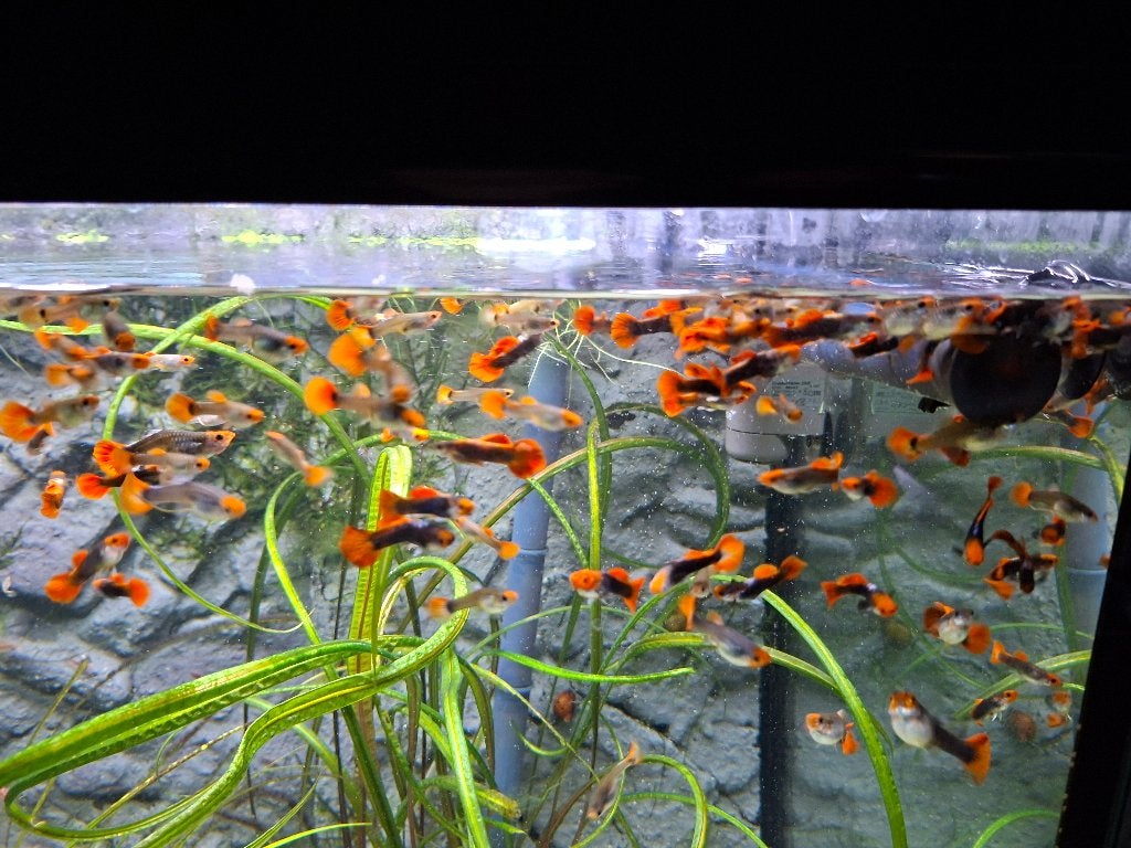 Jonge gupys te koop, Animaux & Accessoires, Autres types, Poisson d'eau douce, Banc de poissons