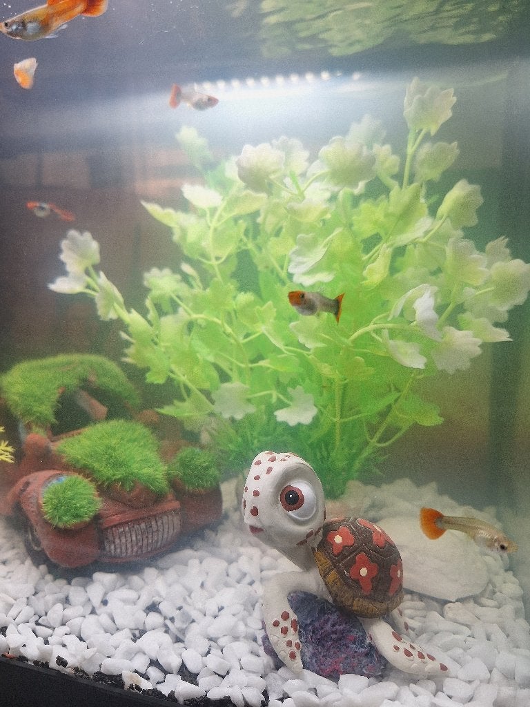 Gratis Guppy's, Dieren en Toebehoren, Vis