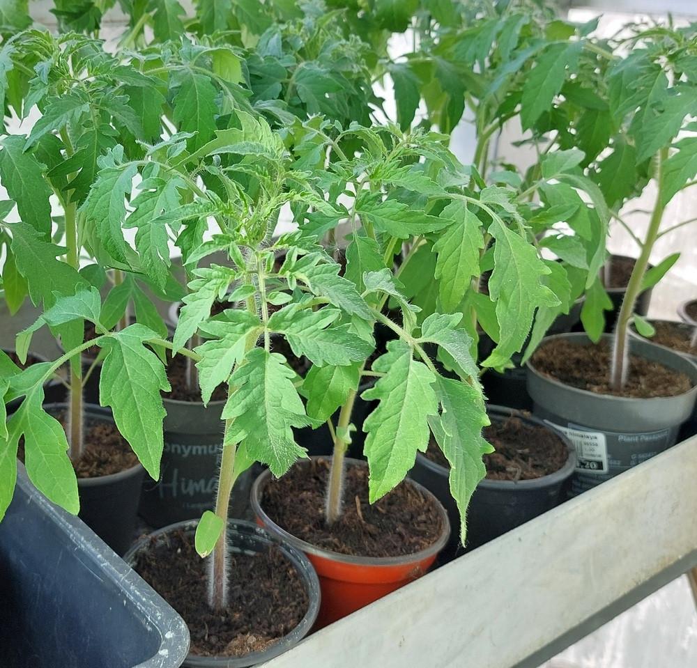Te koop tomatenplanten, Immo