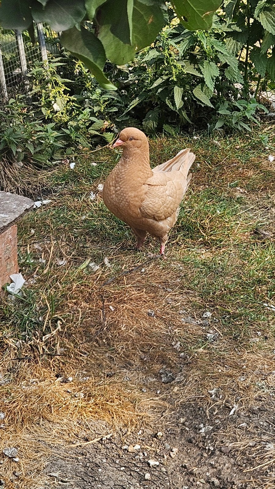 Jonge kingduif, Dieren en Toebehoren, Vogels | Duiven, Geslacht onbekend