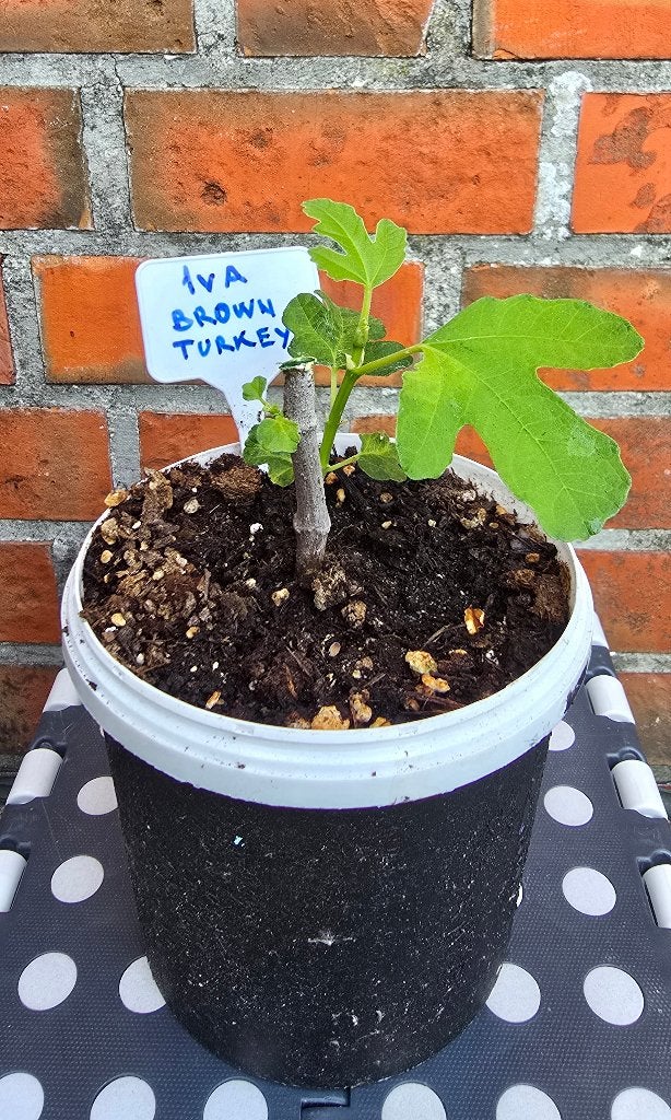 Vijgenboom 'BROWN TURKEY' vijgen boom Ficus Carica 1vA, Ophalen, In pot, Vijgenboom