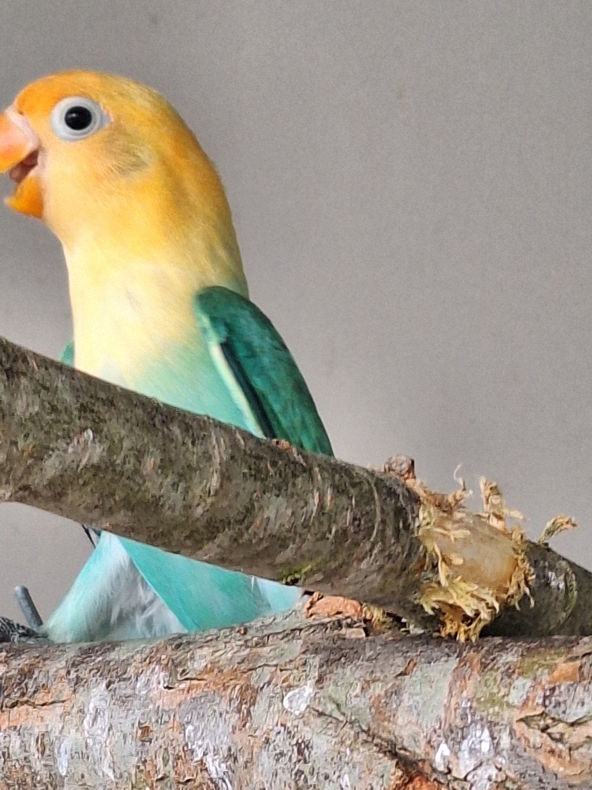 Fischerie's, Animaux & Accessoires, Sexe inconnu