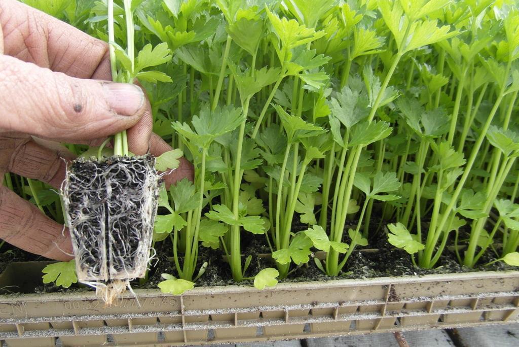 knolselderplanten Markiz, Zakelijke goederen, Landbouw | Aardappelen, Groenten, Fruit en Vlees, Ophalen