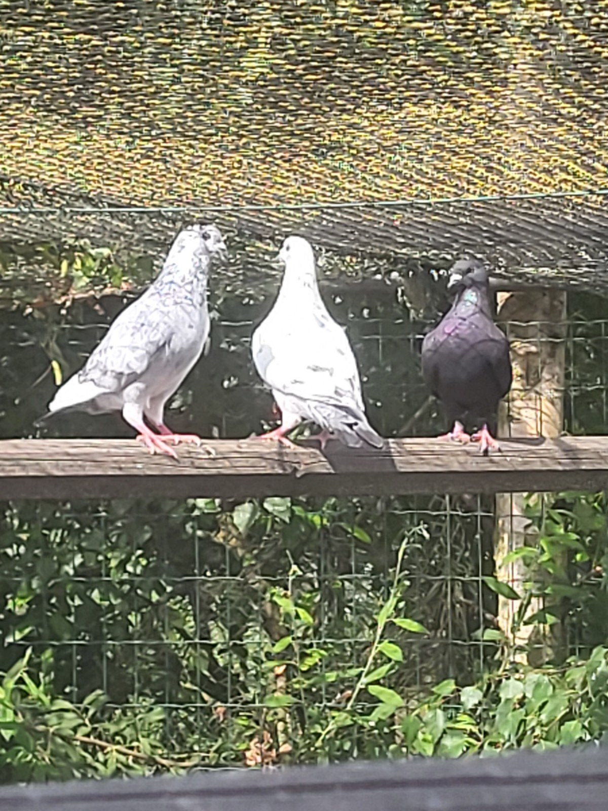jonge koters (duiven), Dieren en Toebehoren, Vogels | Duiven
