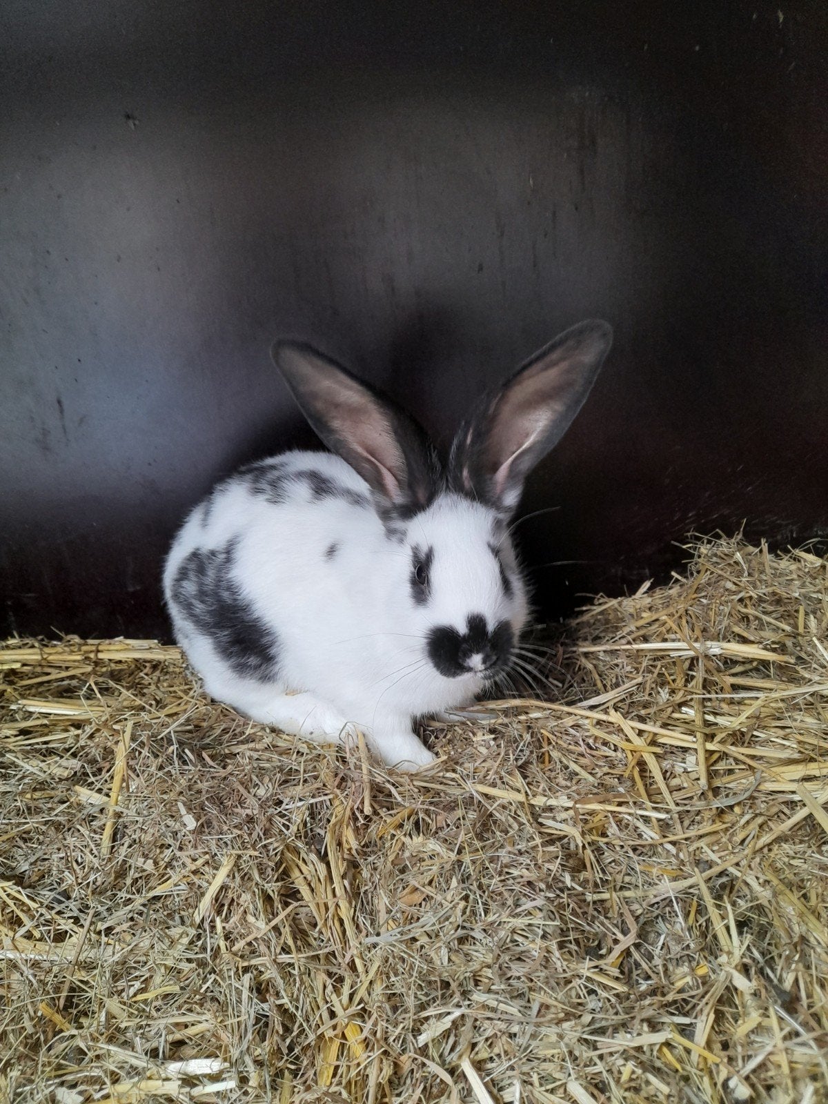 Lotharinger moertje, Dieren en Toebehoren, Konijnen, Vrouwelijk, Groot, 0 tot 2 jaar