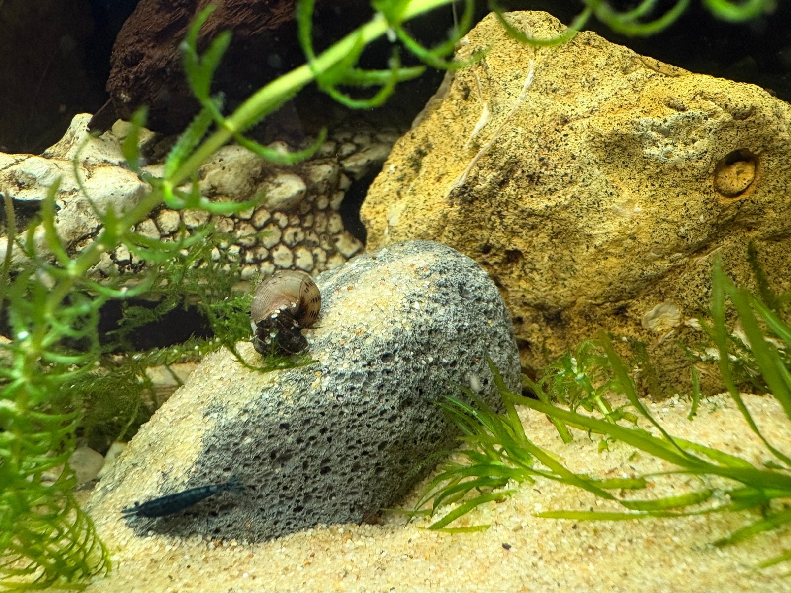 Maleisische puntslak / torenslak, Animaux & Accessoires, Poissons | Poissons d'aquarium, Escargot ou Mollusque, Poisson d'eau douce