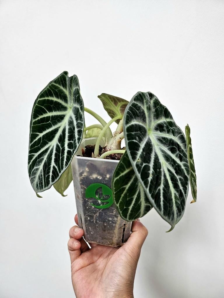 Alocasia Ninja variegata reverse, Enlèvement ou Envoi