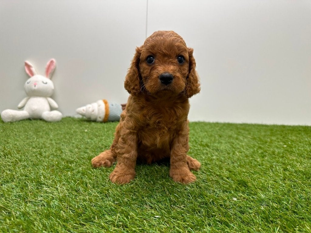Nestje Cavapoo pups (F2) 2, België, CDV (hondenziekte), 8 tot 15 weken, Meerdere