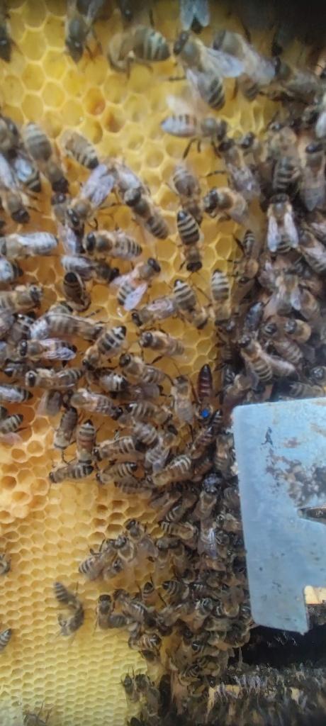 Carnica Bijenvolk Simplex à 11 fenêtres, Abeilles