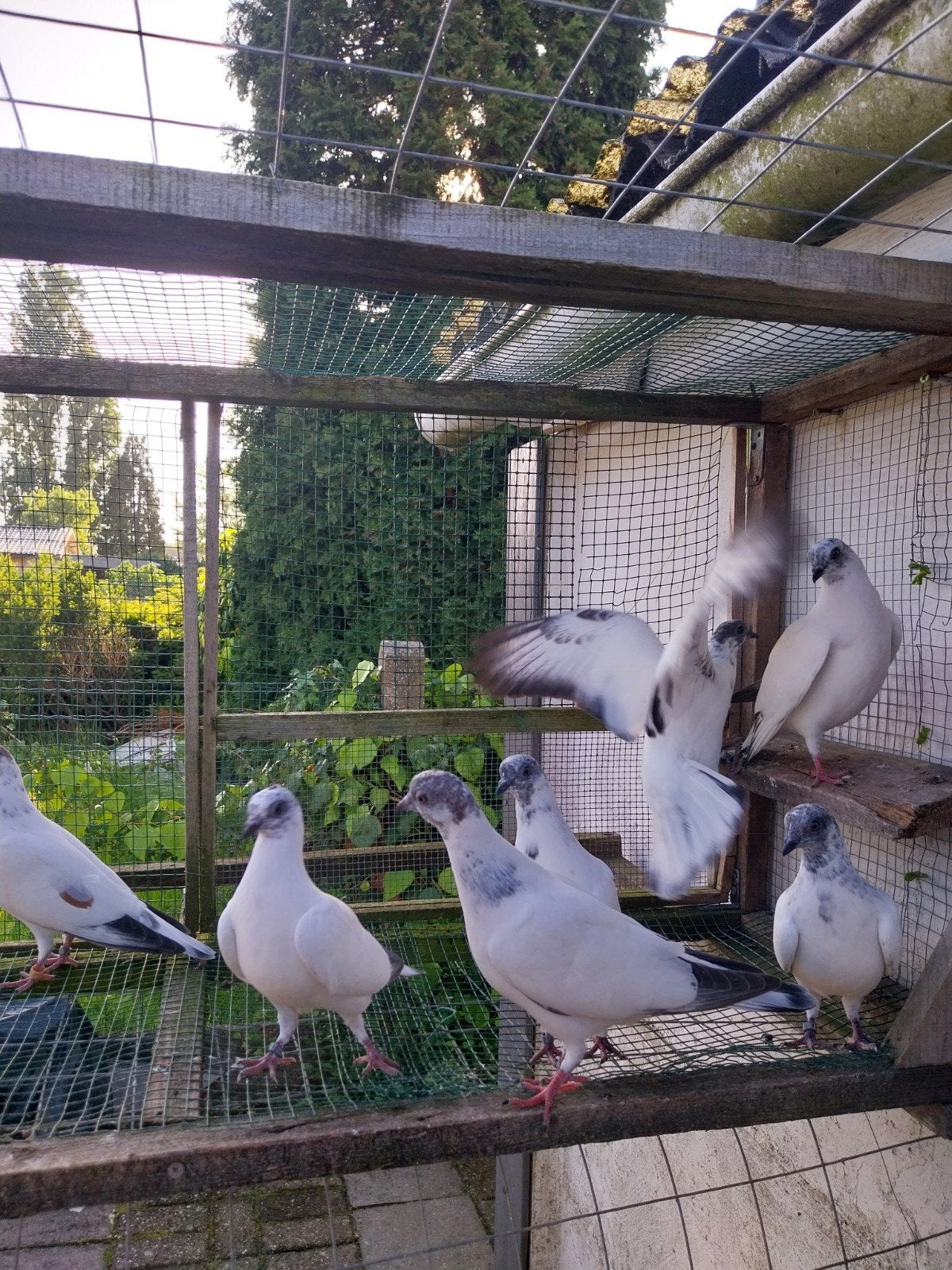 Boedapestse hoogvliegers duiven, Dieren en Toebehoren, Vogels | Duiven
