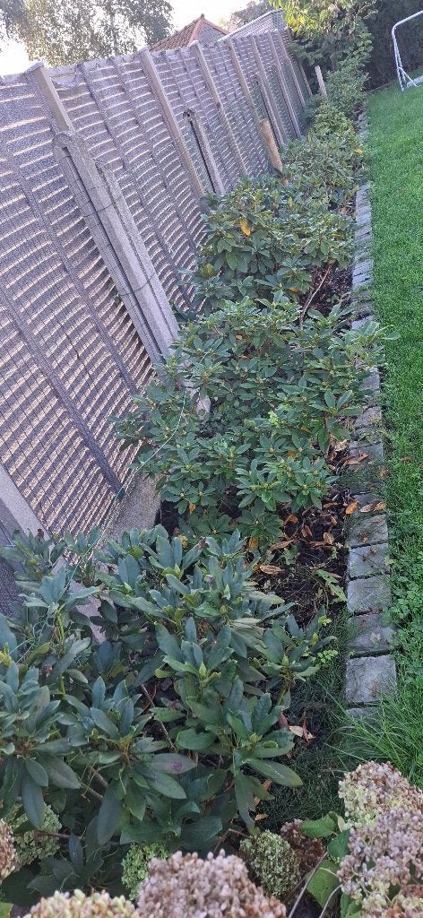 11 Rododendrons verschillende kleuren, Jardin & Terrasse, Autres espèces, Printemps, Enlèvement, Plante fixe
