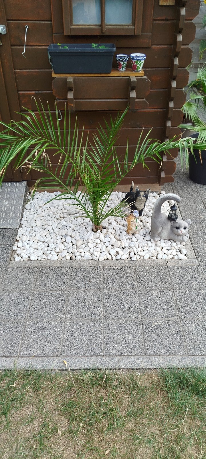 Palmboom Canarische dadelpalm, Tuin en Terras, Ophalen