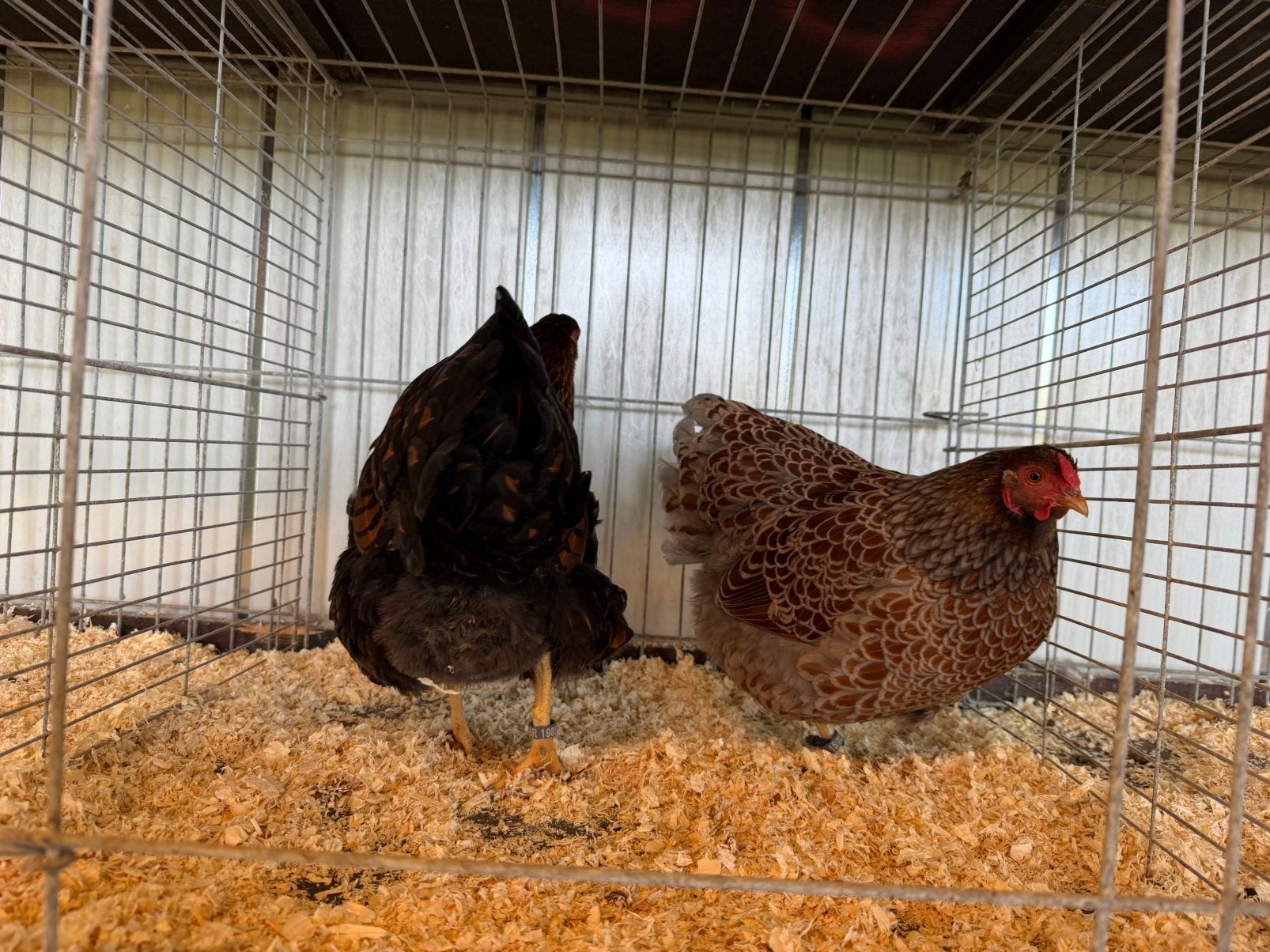 Wyandotte krielen, Dieren en Toebehoren