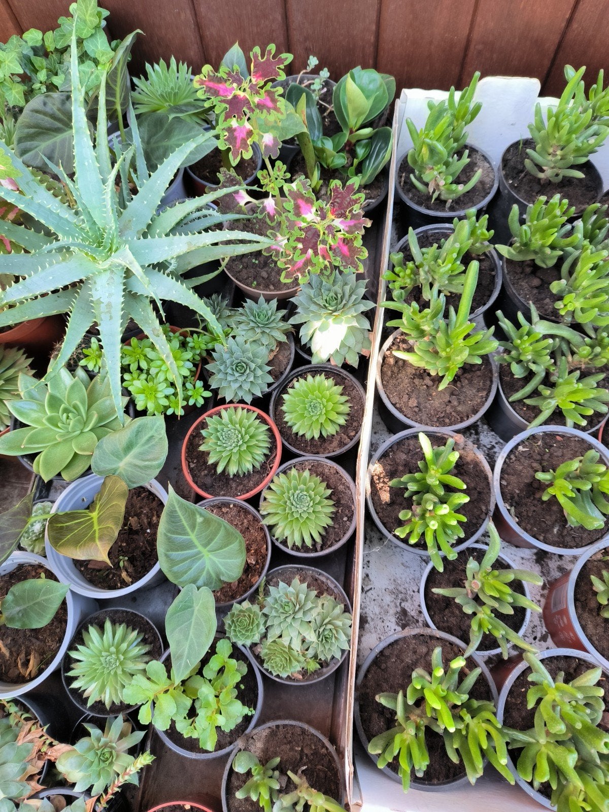 Verschillende planten, Ophalen