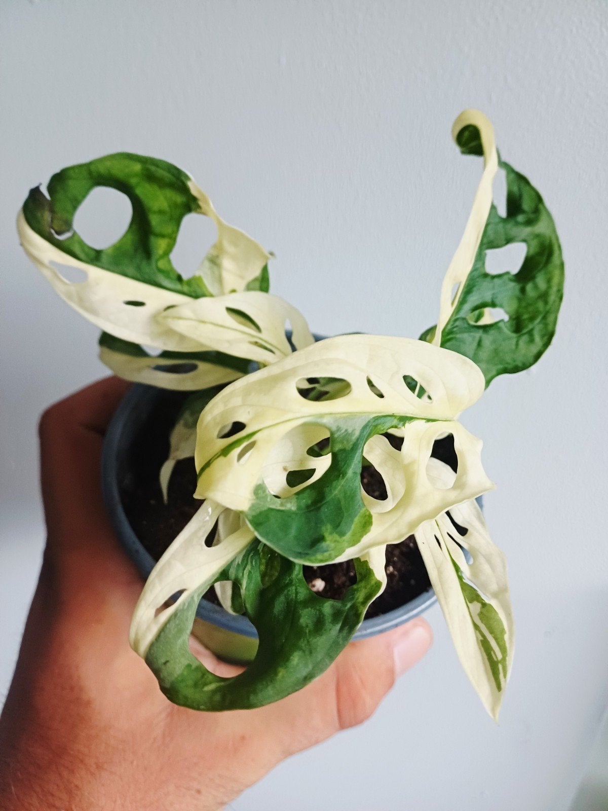 Monstera Adansonii var. Japanese tricolor, Autres espèces, En pot, Enlèvement ou Envoi, Moins de 100 cm