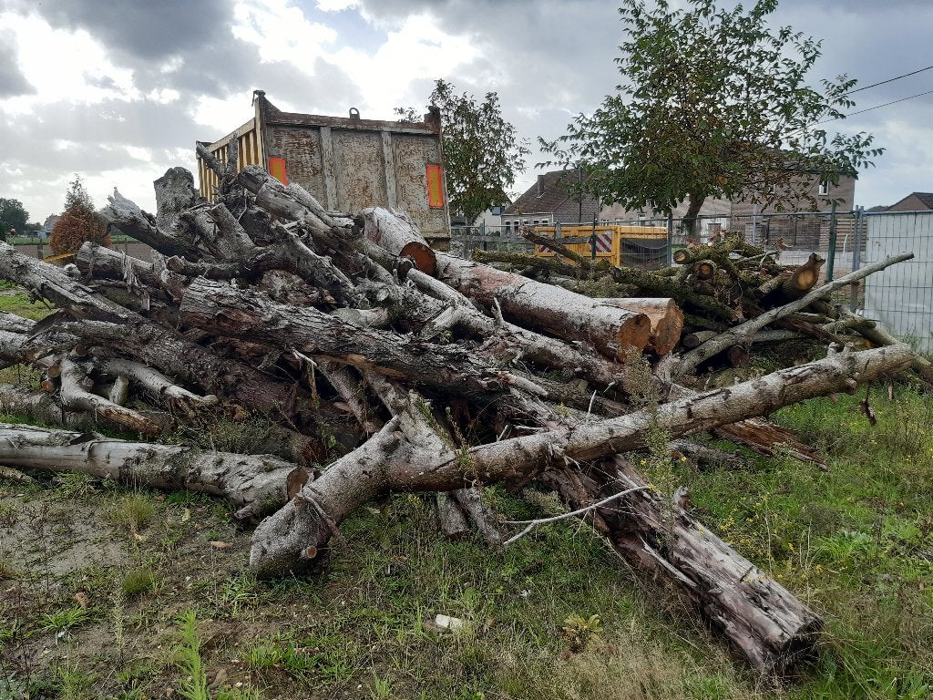 Brandhout op stam, Ophalen, Stammen