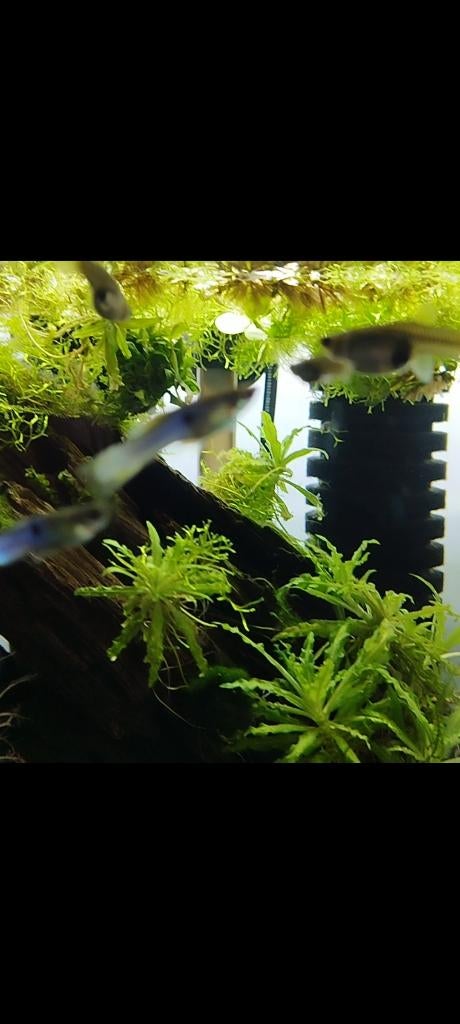 Magnifiques Guppy Endler Blue Japan, Ophalen