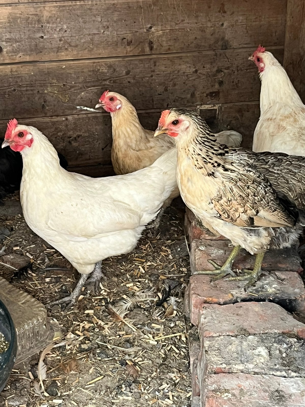 Poules pondeuses, Femelle, Poule ou poulet