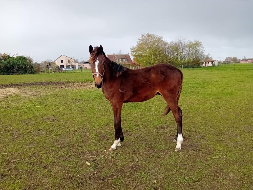 Paard jaarling, Dieren en Toebehoren, Springpaard, Minder dan 160 cm, Met stamboom, 0 tot 2 jaar