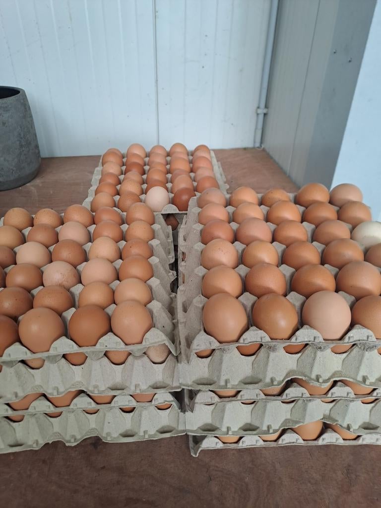Oeufs frais élevés en plein air à vendre, Divers, Enlèvement