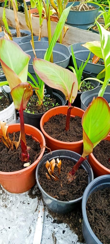 Canna musafolia peruvian, Tuin en Terras, Ophalen