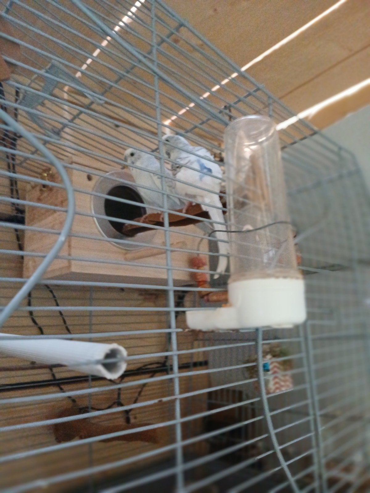 Un couple de perruches onduler + une cage