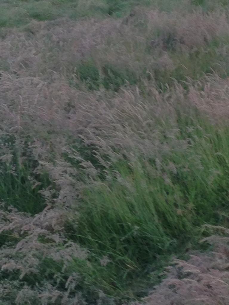 Hooi, Zakelijke goederen, Landbouw | Veevoer, Ophalen