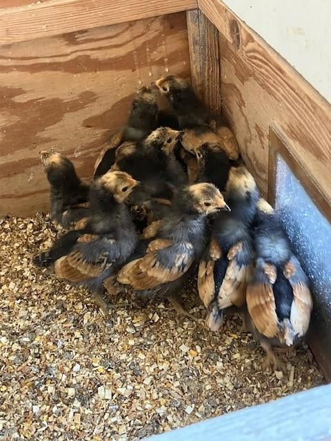 Kuikens Vorwerk, Dieren en Toebehoren, Kip