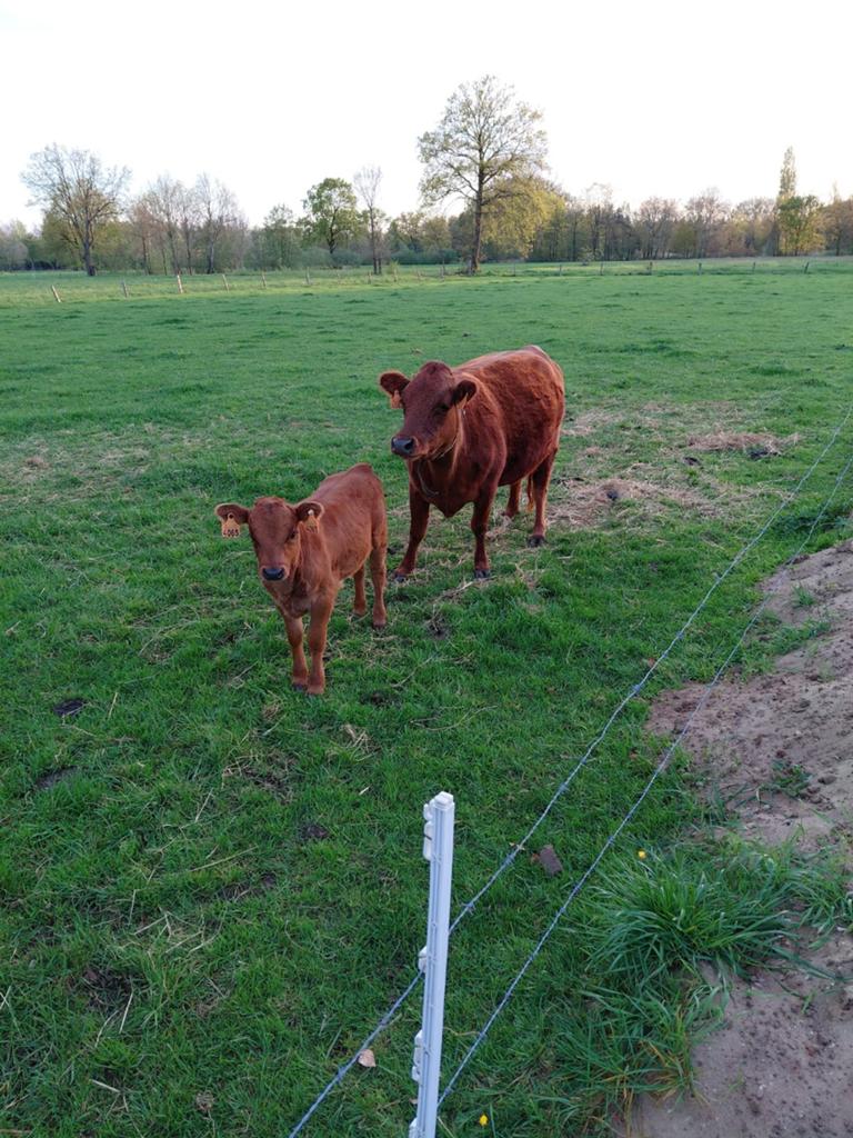 Dexter vaars met stierkalf, Dieren en Toebehoren