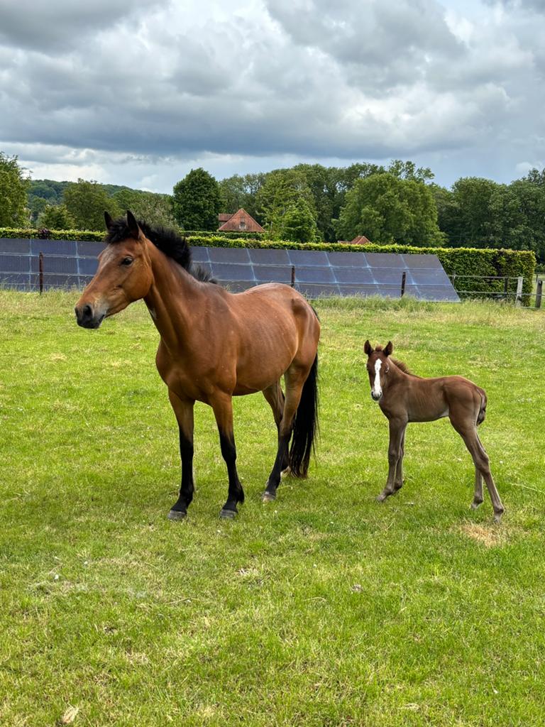 Springpony merrie met veulen, Dieren en Toebehoren, Springpony, Zadelmak, 3 tot 6 jaar, D pony (1.37m tot 1.48m)