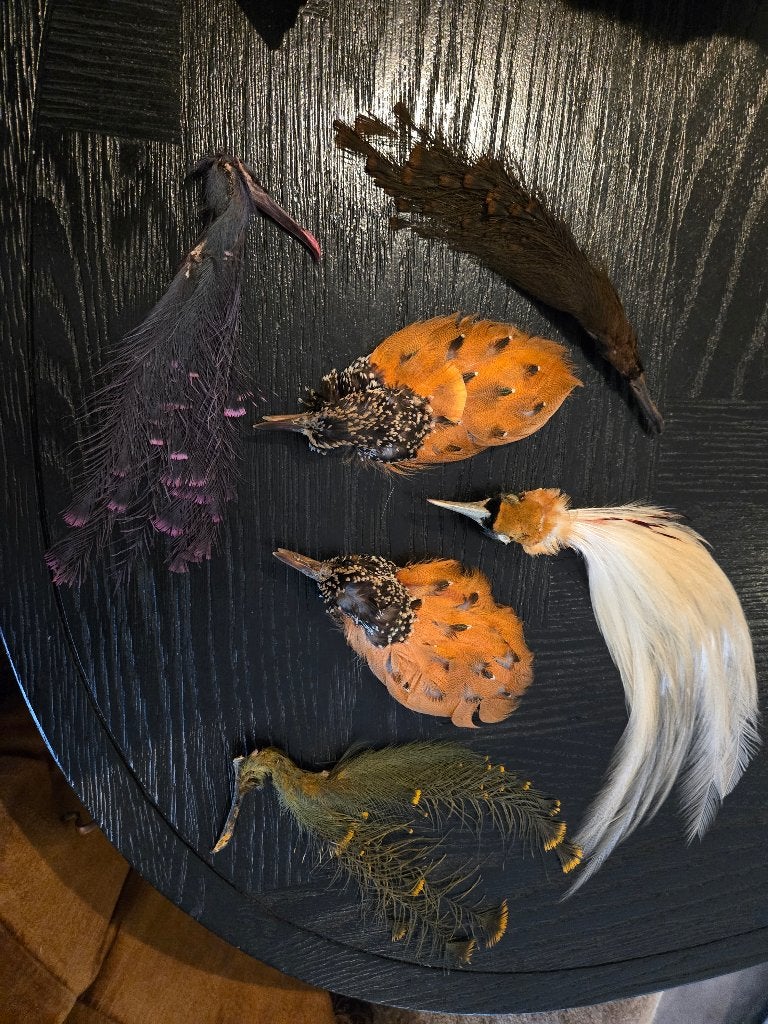 Taxidermie opgezette victoriaanse hoed deco, Ophalen of Verzenden, Zo goed als nieuw, Vogel, Overige typen