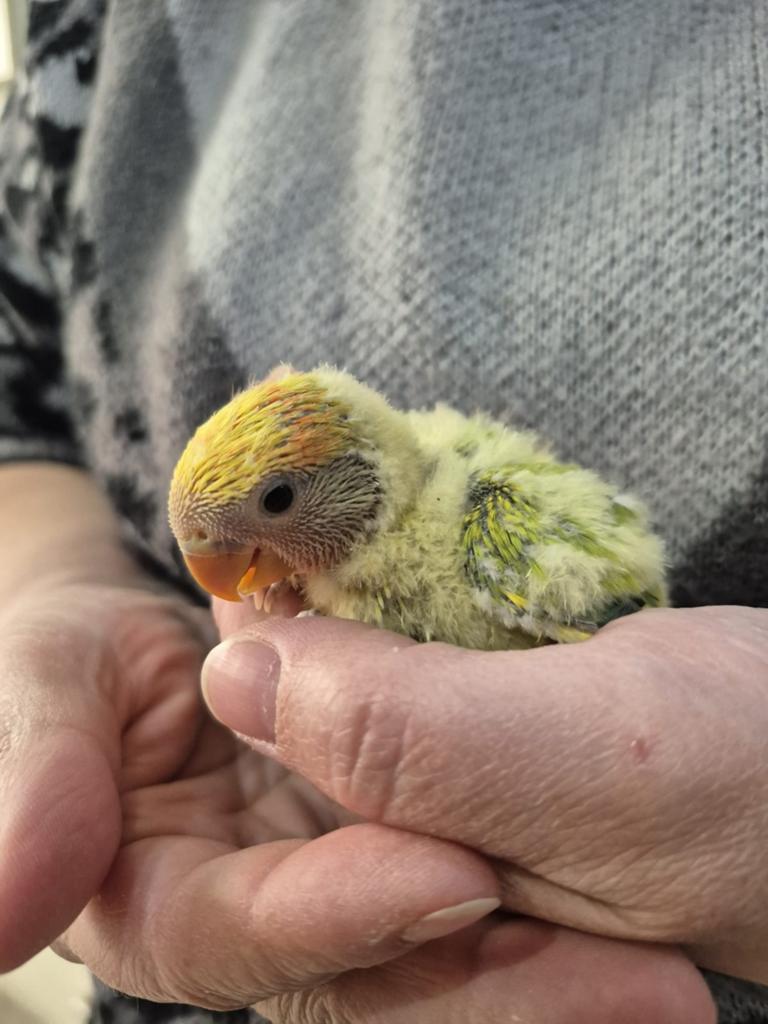 Agapornis roseicollie baby handtam, Dieren en Toebehoren