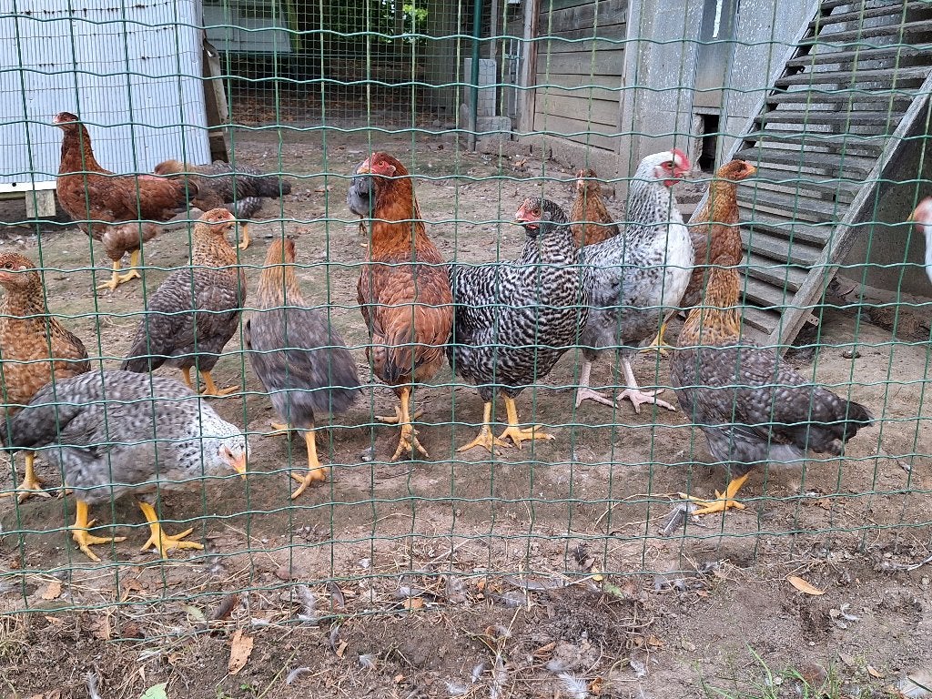 Poulets, jeunes poules Bielefelder et Bielefeldermix, Femelle, Poule ou poulet