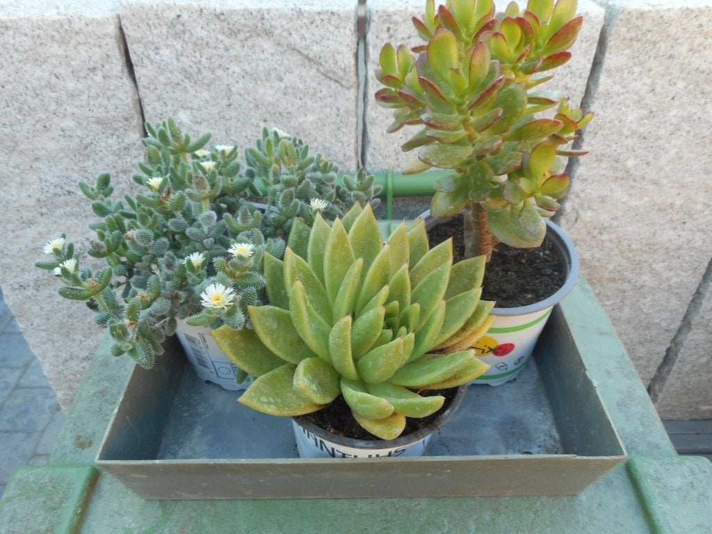 Planten, Tuin en Terras, Overige soorten, Vaste plant, Ophalen of Verzenden, Halfschaduw