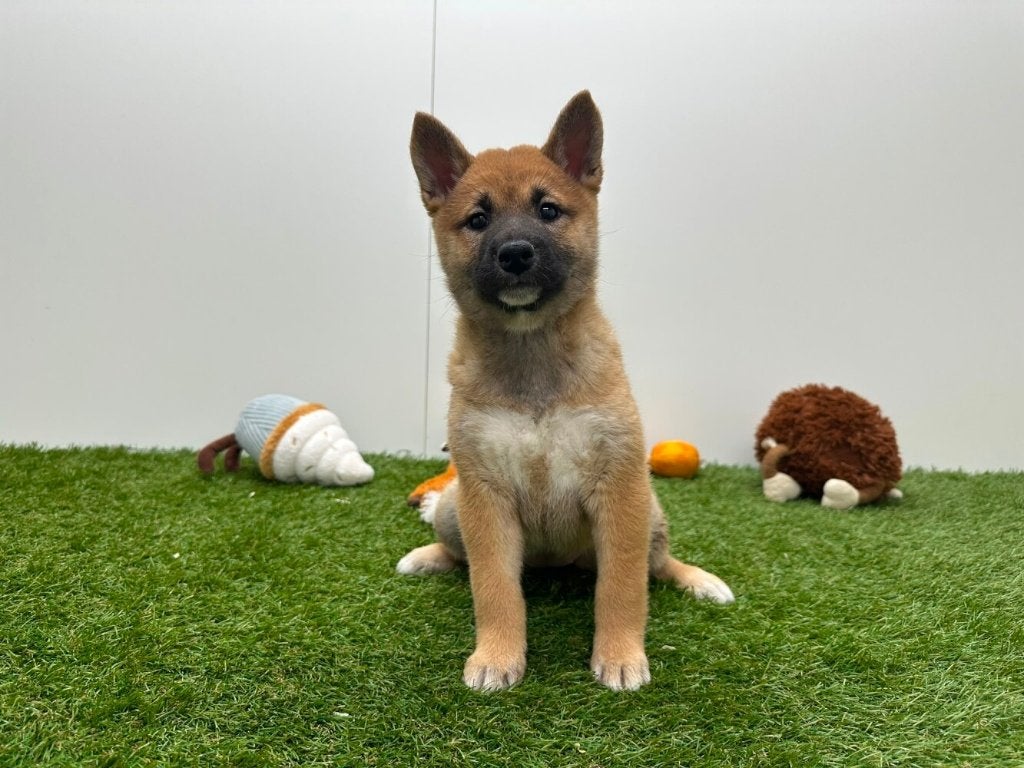 Chiots Shiba Inu, Maladie de Carré (chiens), Belgique, Plusieurs, Chienne