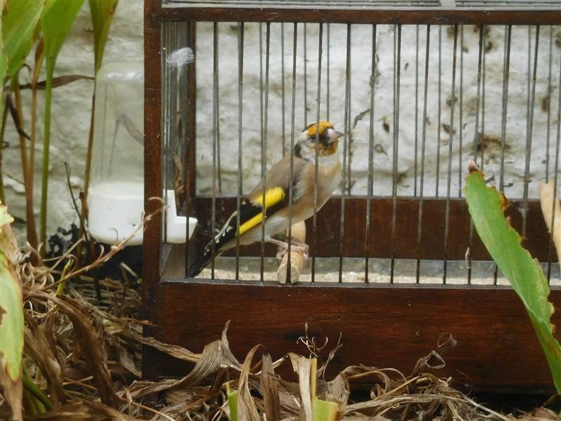 Bloemputters, Dieren en Toebehoren, Meerdere dieren, Wildzangvogel, Tam