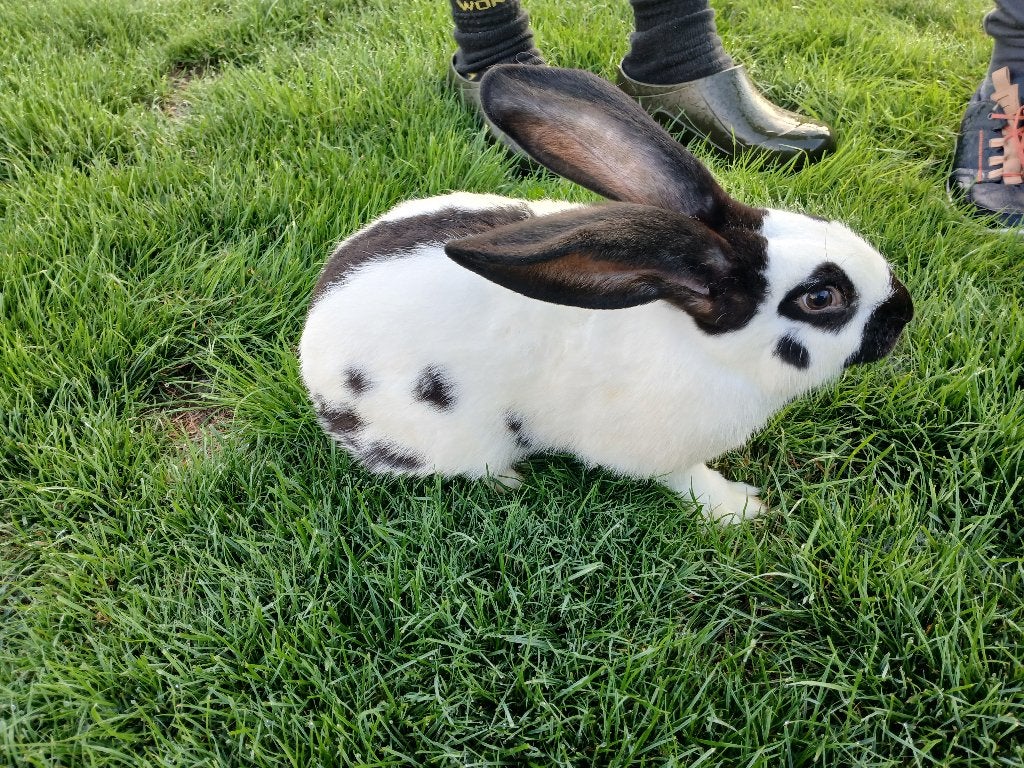 Jonge konijnen groot lotharinger/ reuzevlinder, Dieren en Toebehoren, Konijnen, Meerdere dieren, Groot, 0 tot 2 jaar