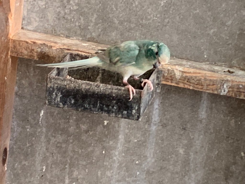 Parkiet, Dieren en Toebehoren, Parkiet