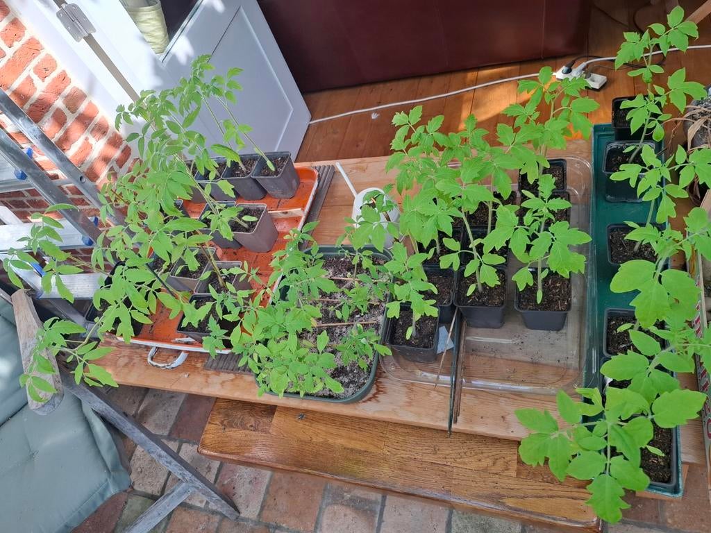 Tomatenplantjes te koop, coeur de boeuf en ander voor 0,5 eu, Enlèvement