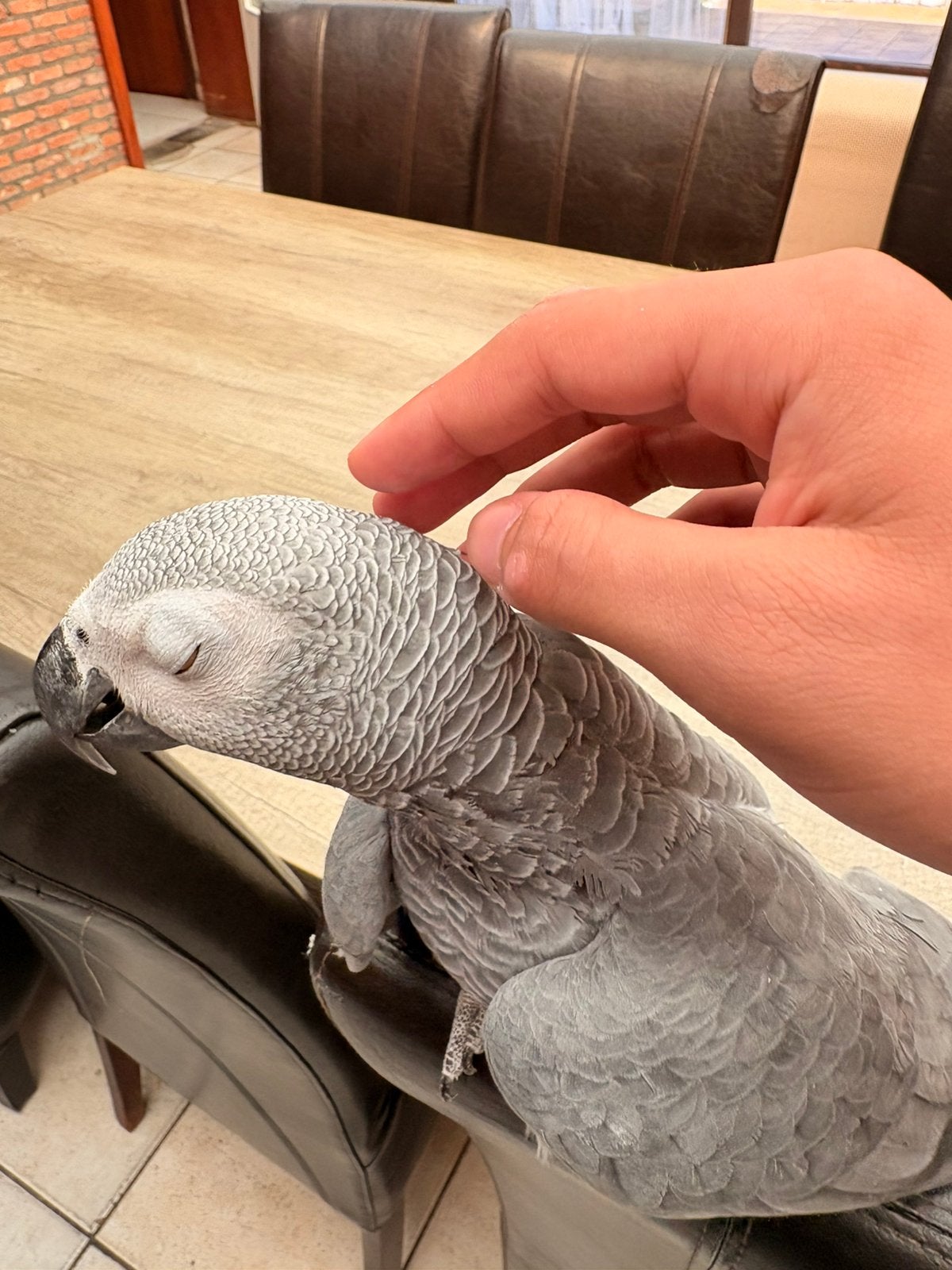 Papegaai met kooi te koop!, Dieren en Toebehoren, Mannelijk, Papegaai, Pratend