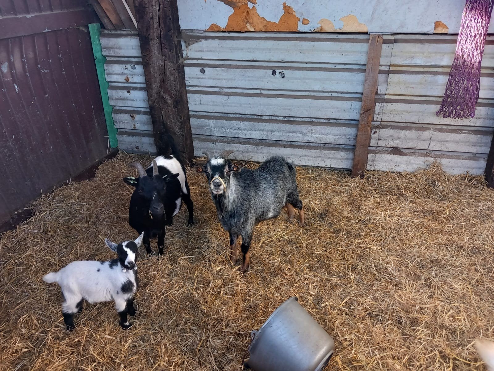 geitenbokjes, Dieren en Toebehoren, Mannelijk, Geit, 0 tot 2 jaar