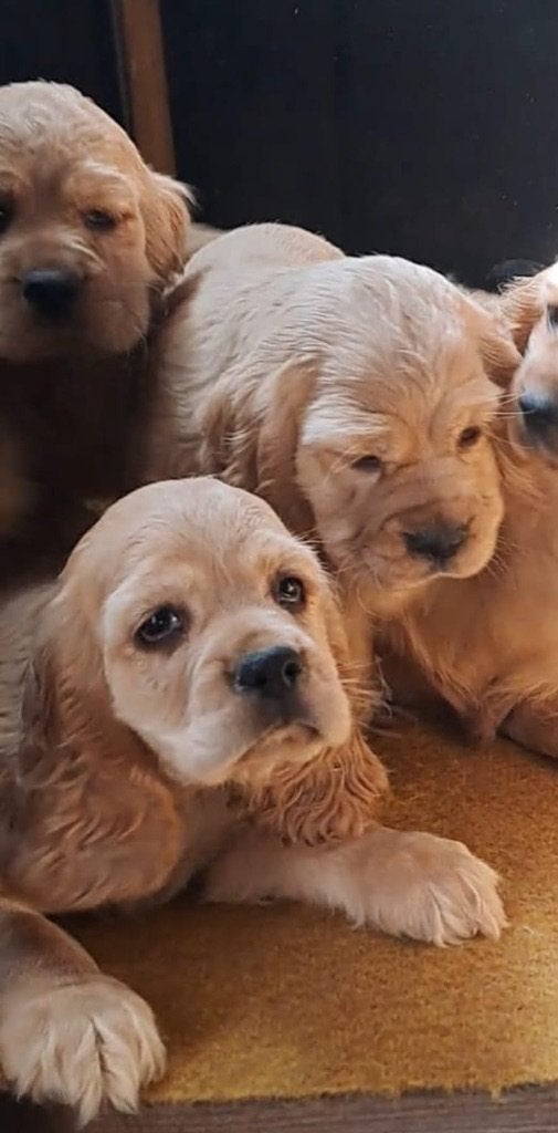 Amerikaanse cocker spaniel pup, Dieren en Toebehoren, Honden | Retrievers, Spaniëls en Waterhonden, 15 weken tot 1 jaar, Buitenland
