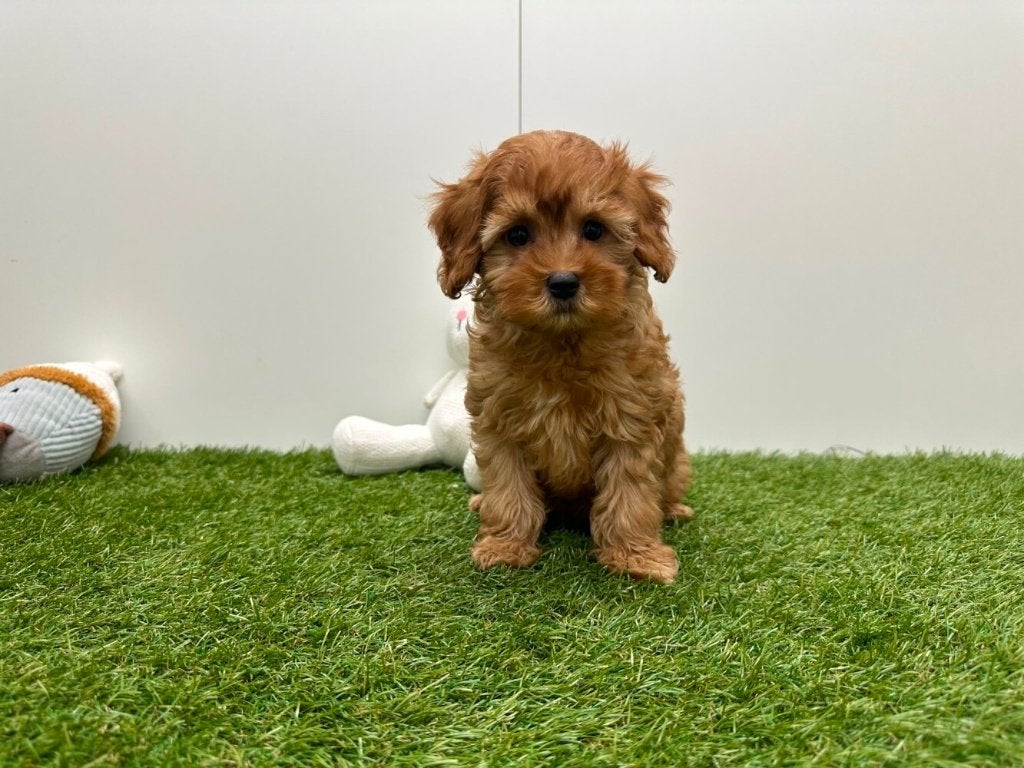 Chiots Cavapoo (F1), Animaux & Accessoires, Maladie de Carré (chiens), Plusieurs, Belgique, Plusieurs animaux
