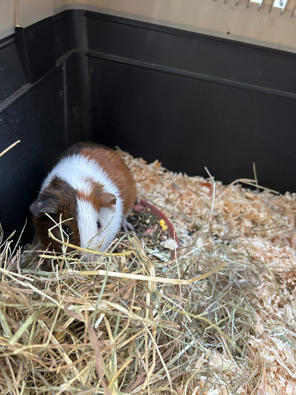 Mannelijke cavia geboren eind april, Dieren en Toebehoren, April, Cavia, Tam
