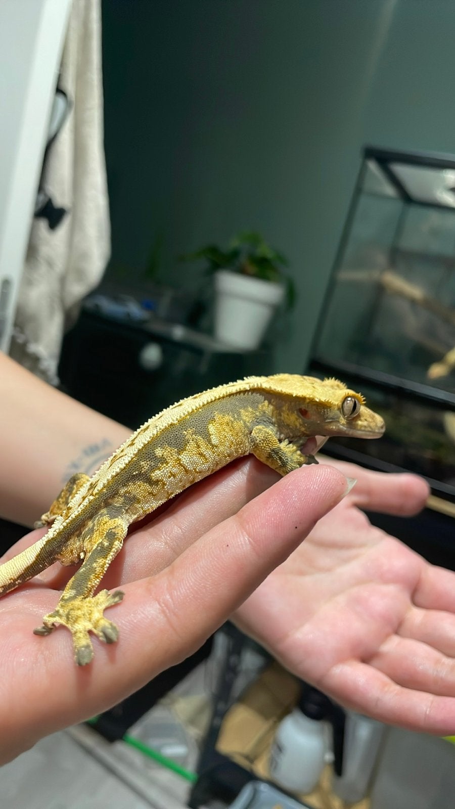 Wimper gekko, Dieren en Toebehoren, Met terrarium