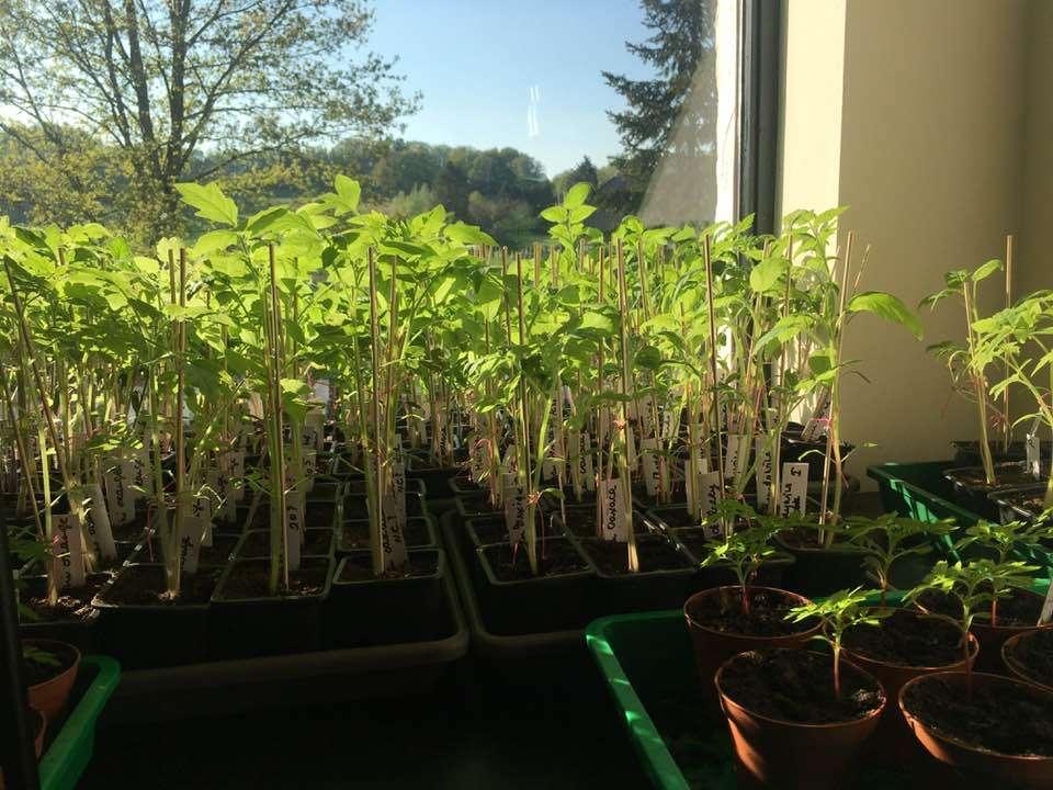 Plants de tomates anciennes bio, Annuelle, Plein soleil, Été, Enlèvement